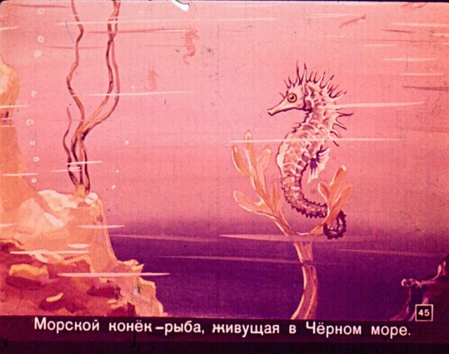Географические загадки. Диафильм