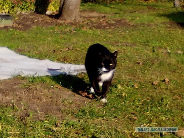 Котовторник 20.03.2018