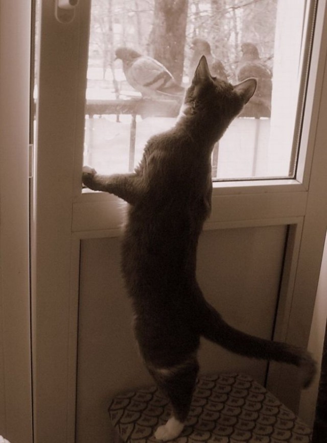 Котомет на вторник (15.04.2008)