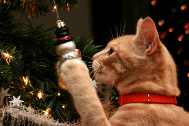 Новогодний КОТОВТОРНИК!