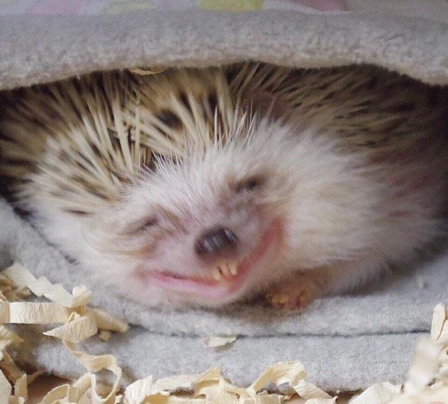 Опять обдолбался, паршивец!?