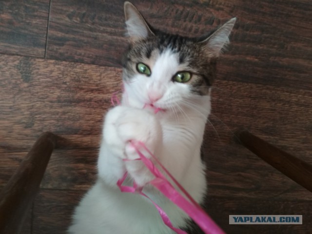 Котовторник 07.08.2018