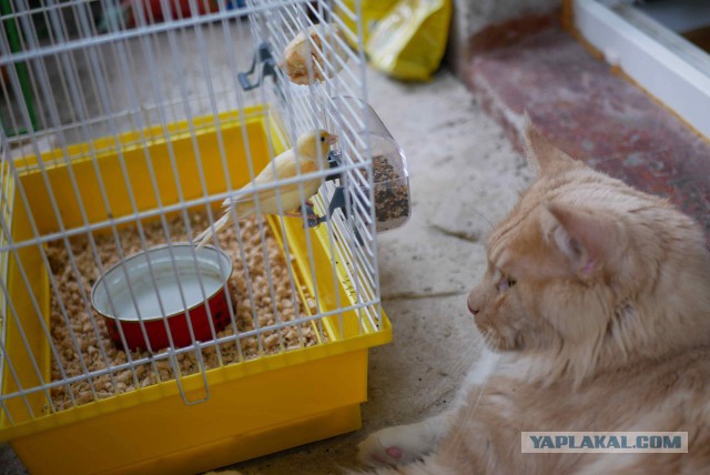 Котовторник 07.08.2018