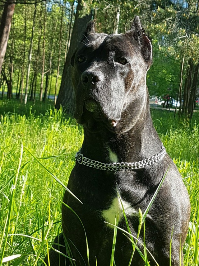 Живность из сети