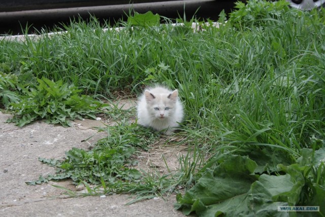 Начинаем котовторник!