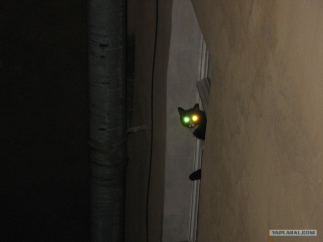 Котэ в окне