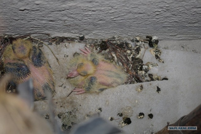 Рождение голубей на балконе