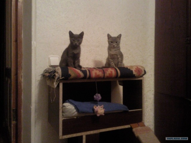 Котовторник! 11.10.11