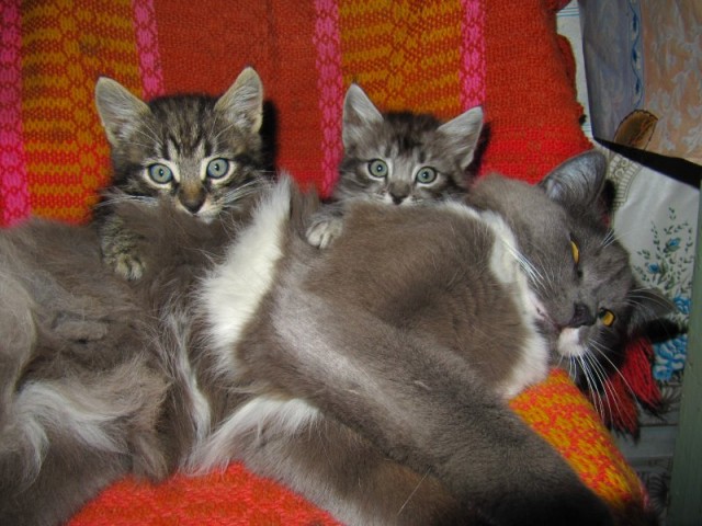Котовторник (начало в супермаркете!)