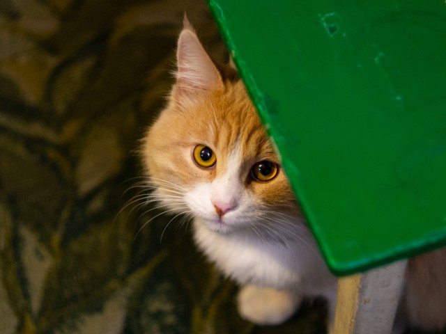 Немного милоты