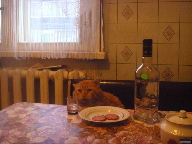 Котовторник (07.02.2012)
