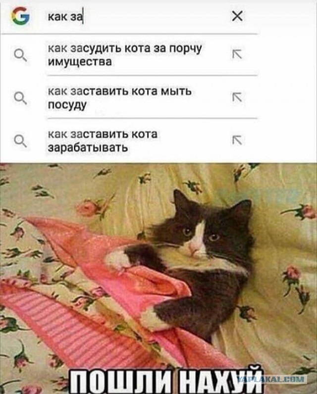 К котовторнику. Почему дома нужен котик