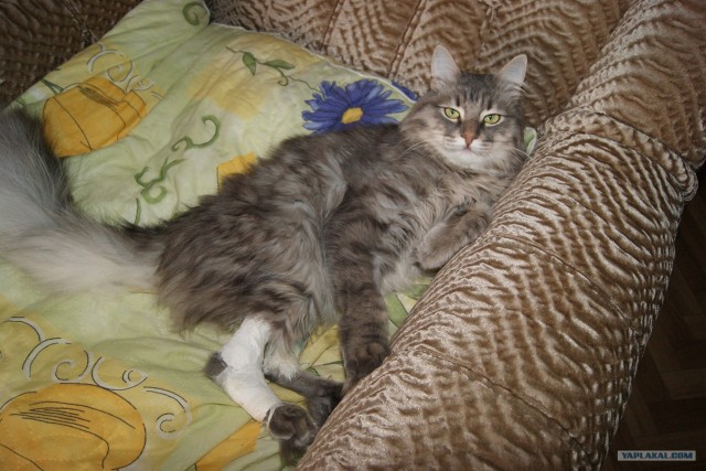 Котовторник 27.03.2012