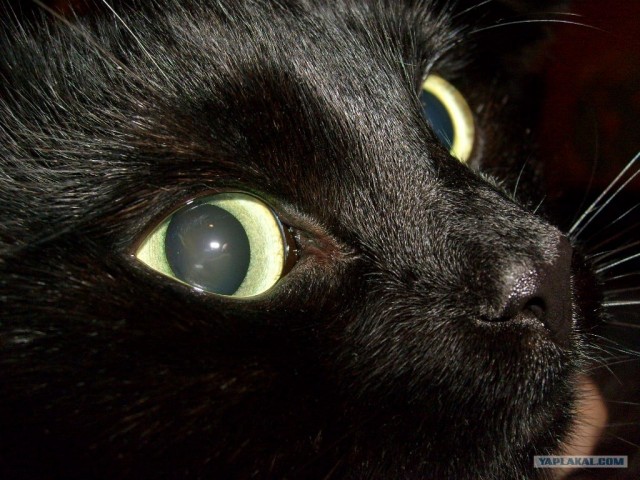 Котовторник  от 3.04.2012