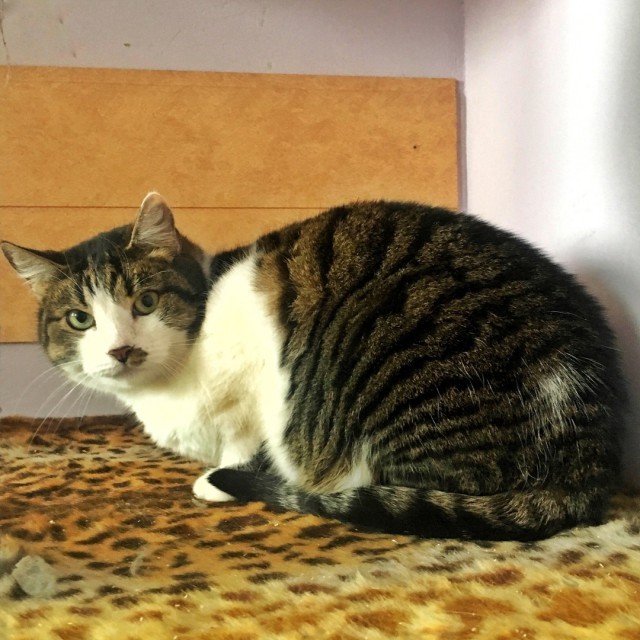 Прикольных котов пост