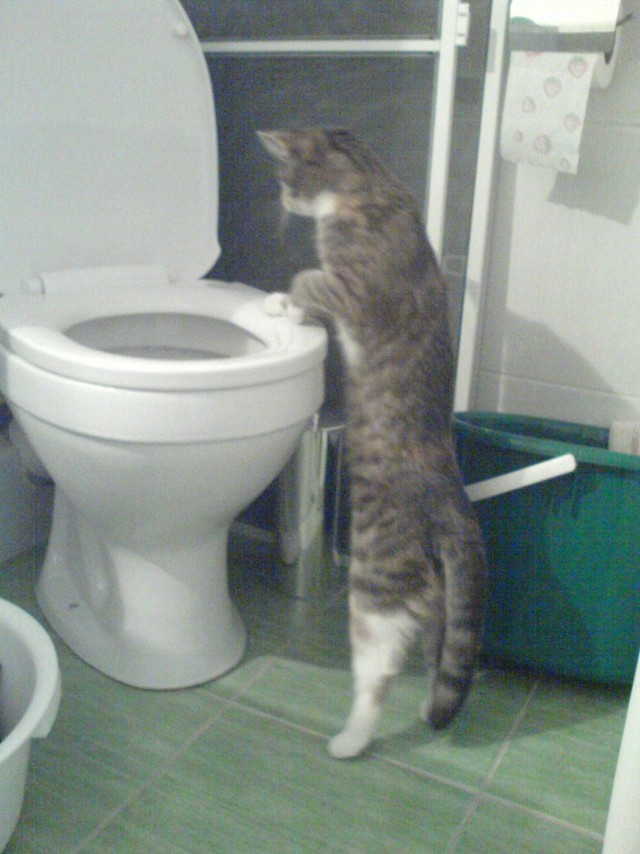 Котовторник 31.07.2012 г.