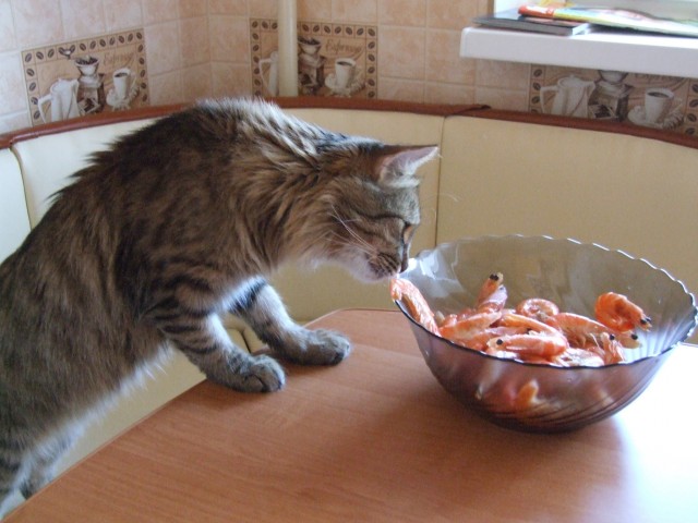 Котовторник  14.08.2012.