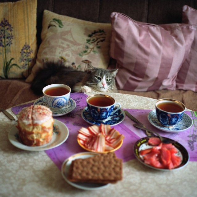 Забавные фото котеек