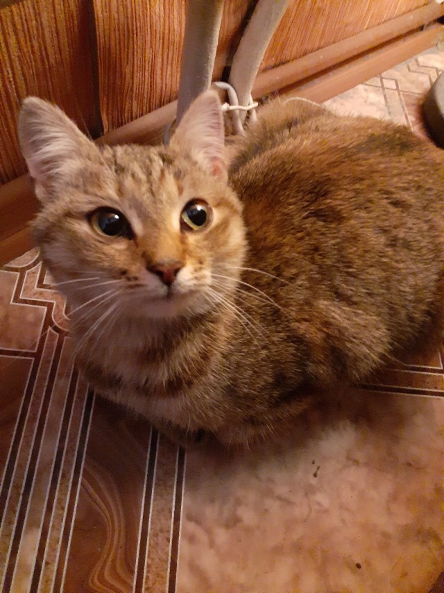 Забавные фото котеек
