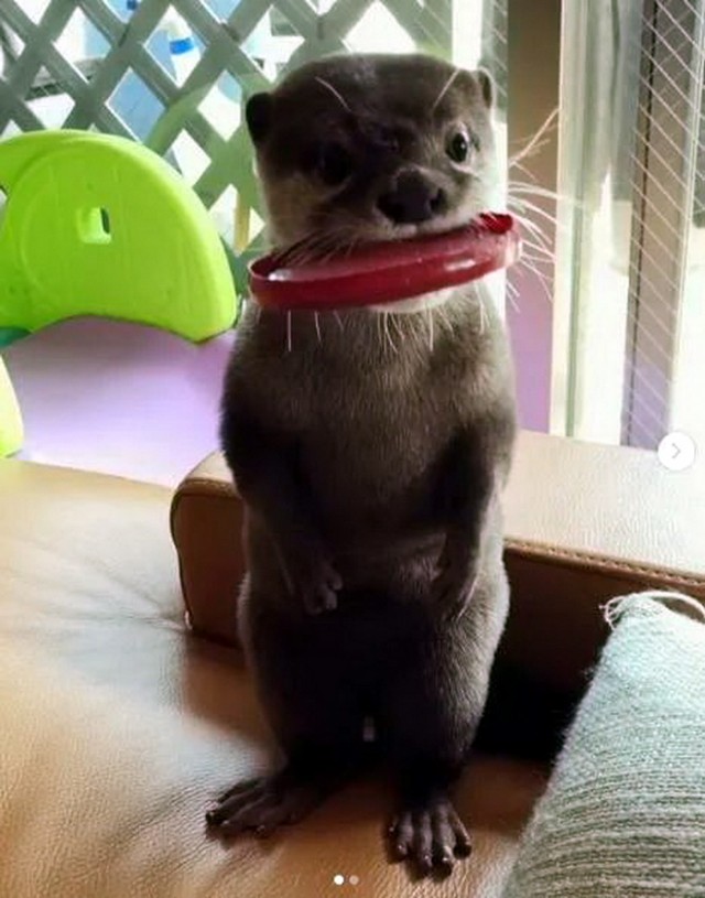 Живность из сети