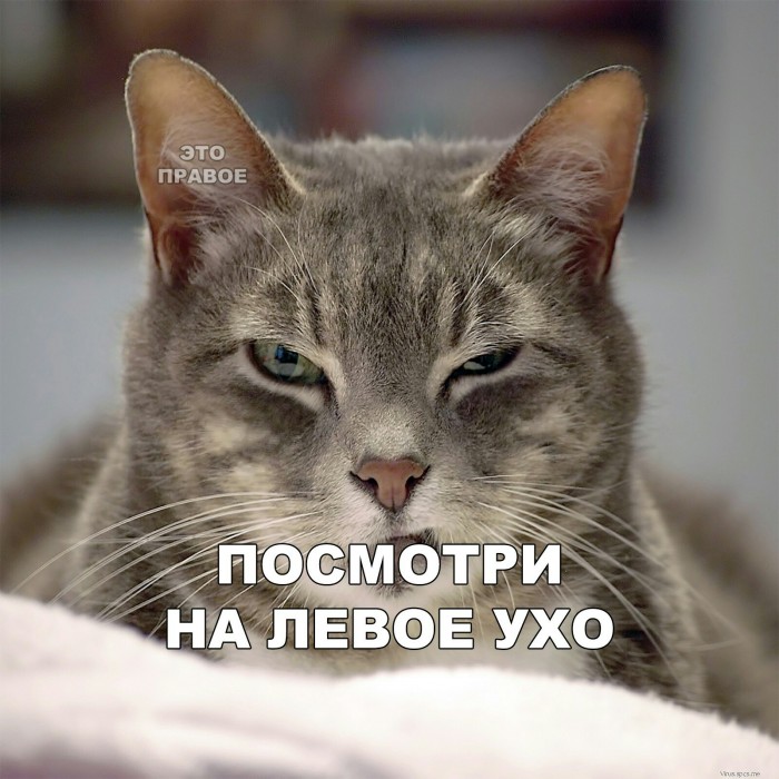 Котовторник 03.03.2020