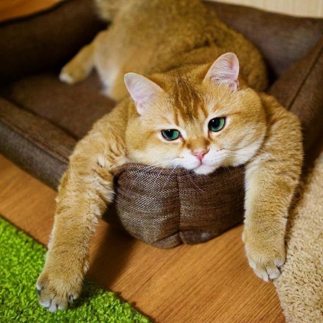 Котофеев пост