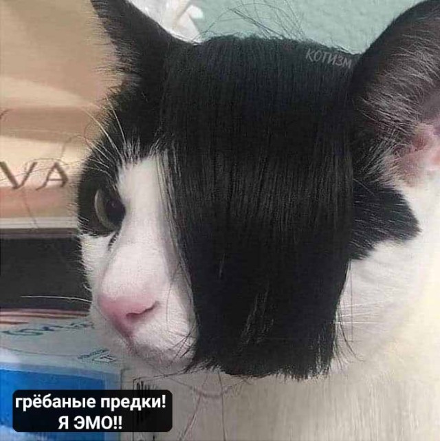 Котики