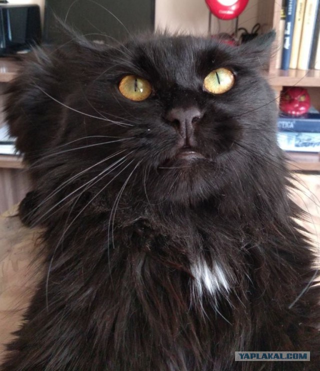 Можно начинать? Котовторник от 05.05.20