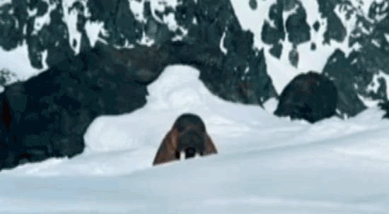 Жабим моржэ!1