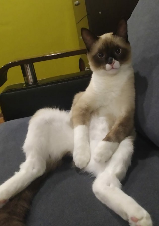 Про прапора, кота