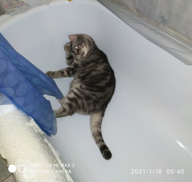 Котовторник. Наша собственная банда