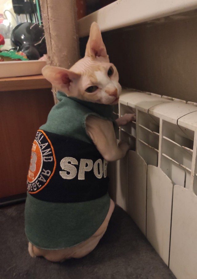 Котовторник. Добавляйте своих