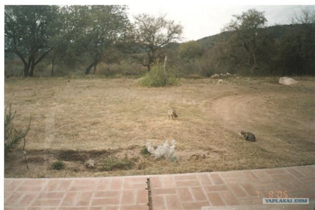 Отважный кот и трусливый медведь