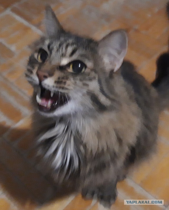Котовторник же!