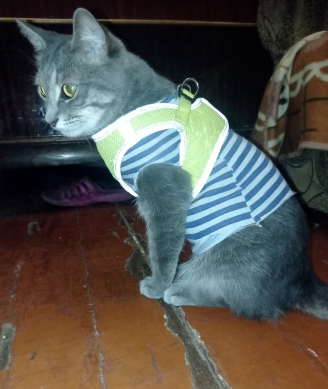 Даешь котовторник!