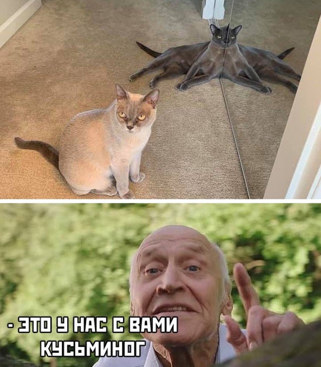 Картинки и мемы для настроения