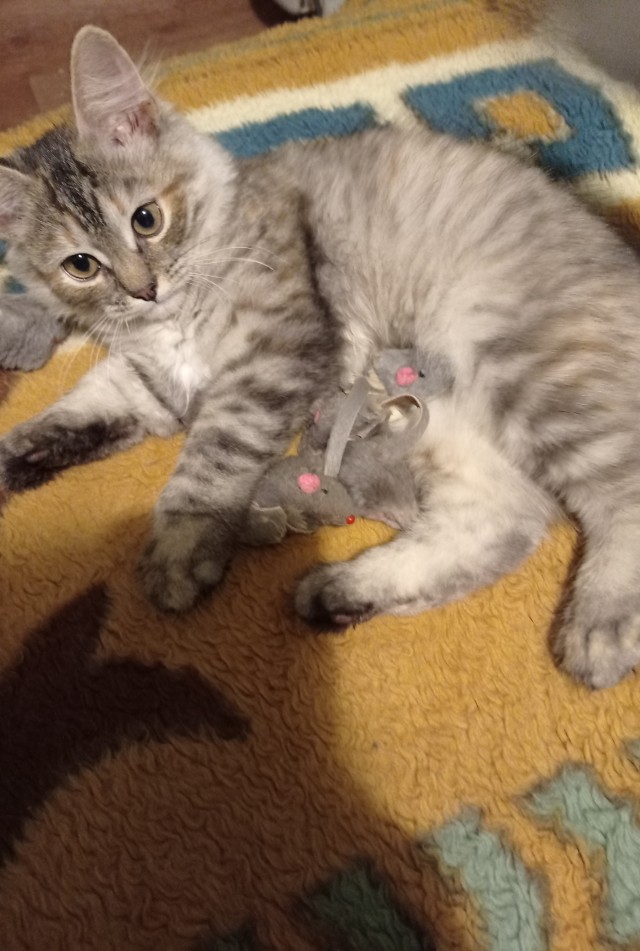 Мой самый первый КОТовторник!