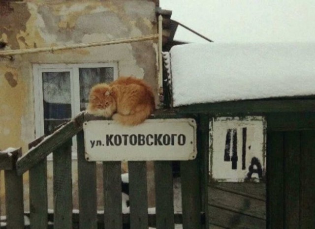 Забавные и милые котейки
