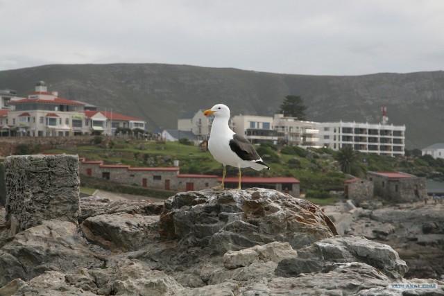 ЮАР, Замбия, Ботсвана