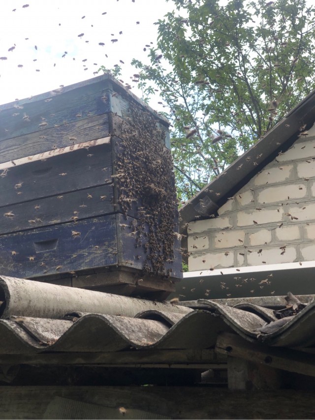 Рой пчёл в Москве облепил велосипед доставщика еды