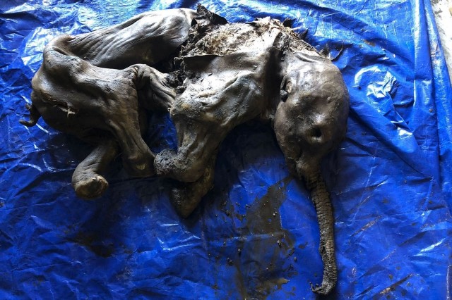 Шахтёры на золотых приисках Клондайка нашли мумифицированные останки детёныша шерстистого мамонта