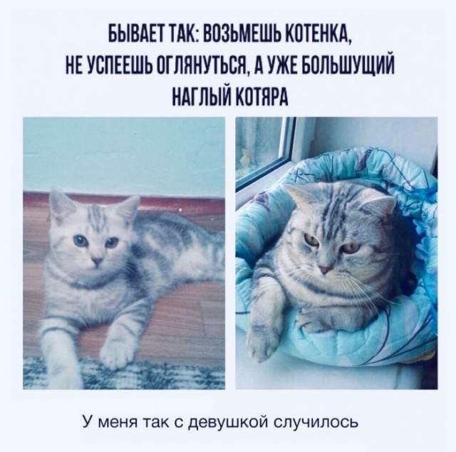 Картинки и мемы для настроения - 19