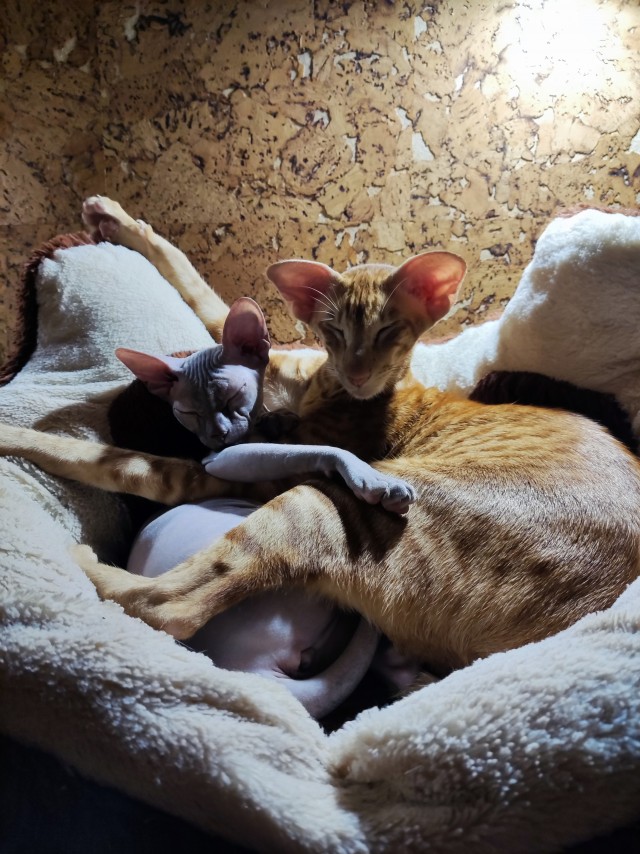 Нам годик в котовторник