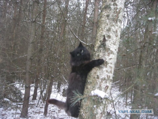 Жизнь домашнего приюта для котеек 423
