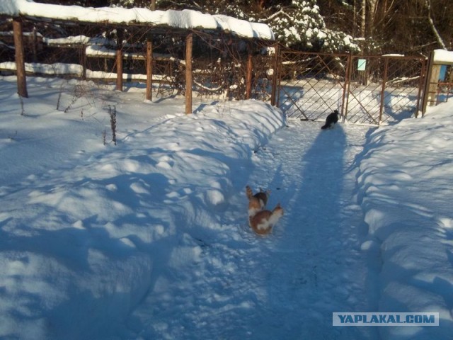 Жизнь домашнего приюта для котеек 425
