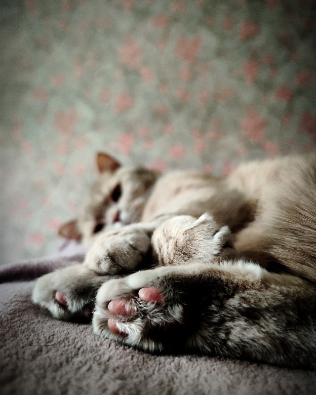 Даёшь котов в этот вторник!