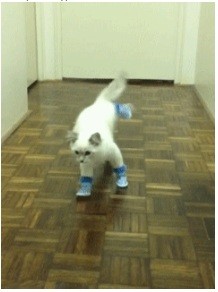 Наказали кота за собственные тапки!