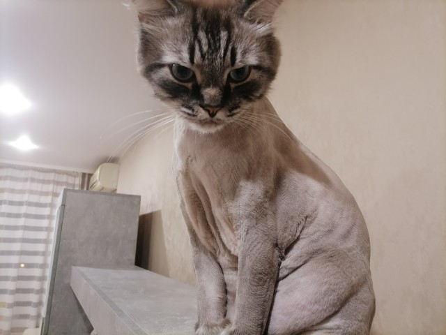 Совпало же? В котовторник
