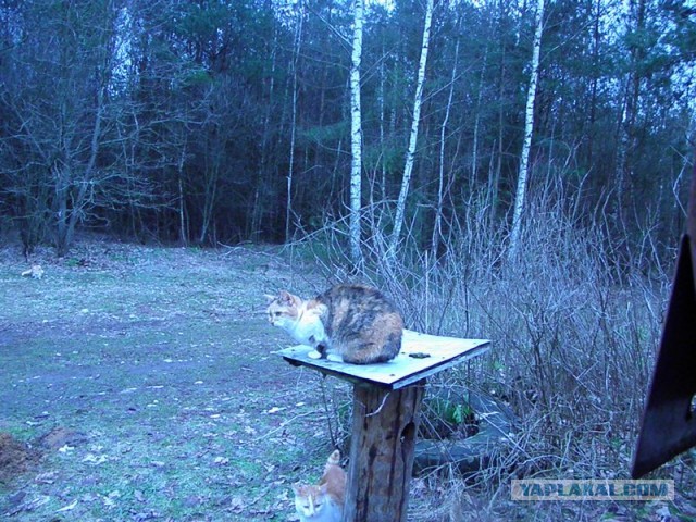 Жизнь домашнего приюта для котеек 436