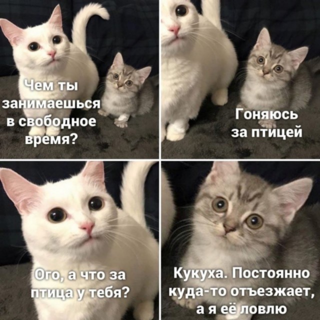 Весёлый полтишок 07.08.23